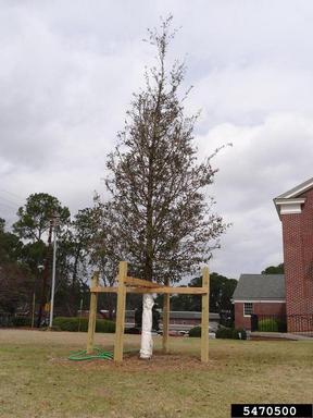 live oak, Quercus virginiana  (Fagales: Fagaceae) - 5470500