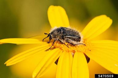 apple blossom beetle (Tropinota hirta suturalis) on crowndaisy (Glebionis coronaria ) - 5470509