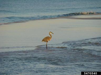great blue heron, Ardea herodias  (Ciconiiformes: Ardeidae) - 5470540