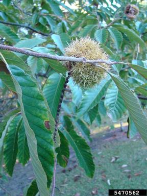 Chinese chestnut, Castanea mollissima  (Fagales: Fagaceae) - 5470562