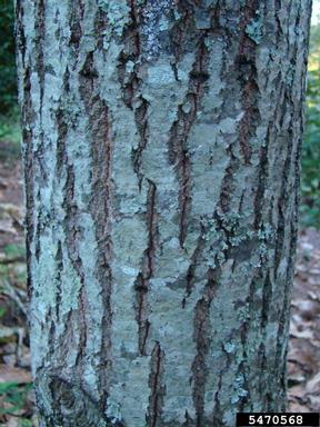 Chinese chestnut, Castanea mollissima  (Fagales: Fagaceae) - 5470568
