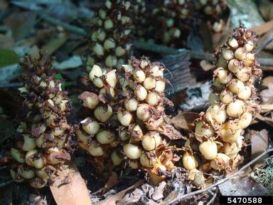 American squawroot, Conopholis americana  (Scrophulariales: Orobanchaceae) - 5470588