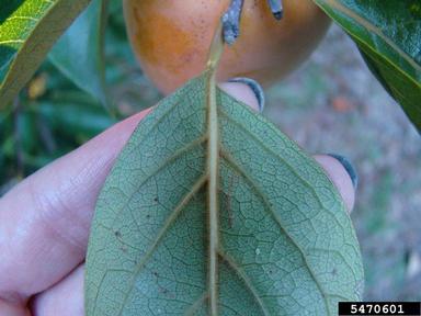 common persimmon, Diospyros virginiana  (Ebenales: Ebenaceae) - 5470601