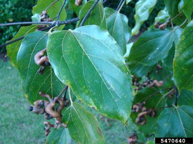 Japanese raisintree, Hovenia dulcis  (Rhamnales: Rhamnaceae) - 5470640