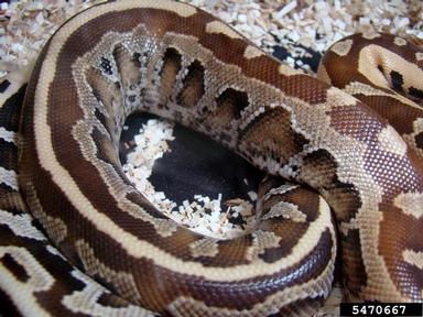 Blood python, Python curtus  (Squamata: Pythonidae) - 5470667
