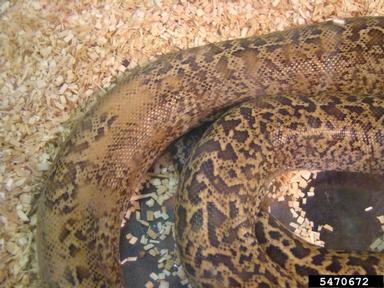 Burmese python, Python molurus ssp. bivittatus (Squamata: Pythonidae) - 5470672