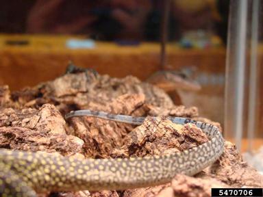 Peach-throated Monitor, Varanus jobiensis  (Squamata: Varanidae) - 5470706