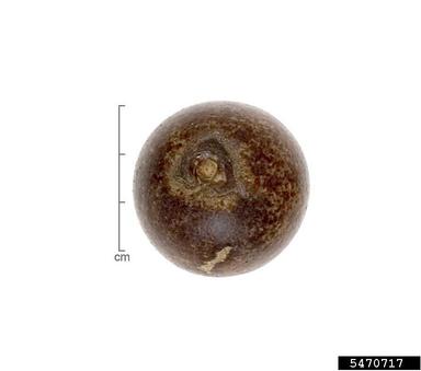 macaw palm, Acrocomia aculeata  (Arecales: Arecaceae) - 5470717