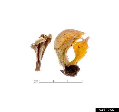 Bengal kino, Butea monosperma  (Fabales: Fabaceae (Leguminosae)) - 5470766