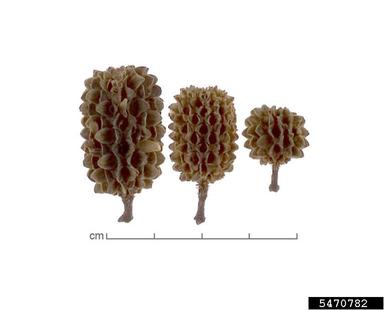 Australian-pine, Casuarina equisetifolia  (Casuarinales: Casuarinaceae) - 5470782