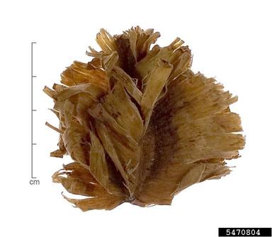 , Combretum latifolium  (Myrtales: Combretaceae) - 5470804