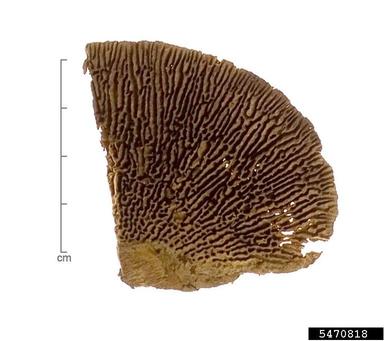 thick-walled maze polypore, Daedalea quercina  (Polyporales: Fomitopsidaceae) - 5470818