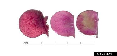 yam, Dioscorea spp.  (Dioscoreales: Dioscoreaceae) - 5470827