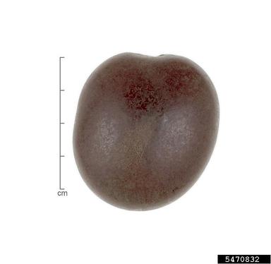 nicker bean, Entada gigas  (Fabales: Fabaceae (Leguminosae)) - 5470832
