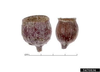 gungurra, Eucalyptus caesia  (Myrtales: Myrtaceae) - 5470834