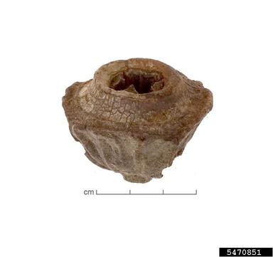 pear-fruit mallee, Eucalyptus pyriformis  (Myrtales: Myrtaceae) - 5470851