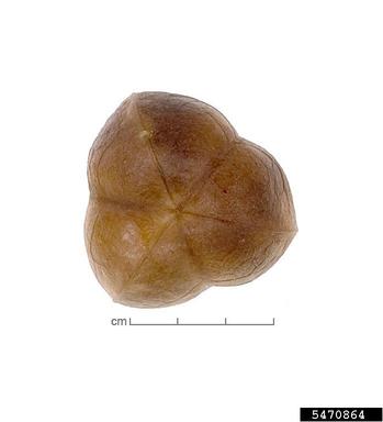 , Excoecaria bussei  (Euphorbiales: Euphorbiaceae) - 5470864