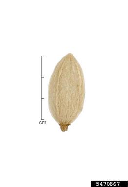 garcinia, Garcinia kola  (Theales: Clusiaceae) - 5470867