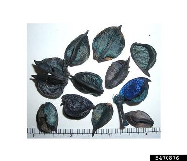 cotton, Gossypium hirsutum  (Malvales: Malvaceae) - 5470876