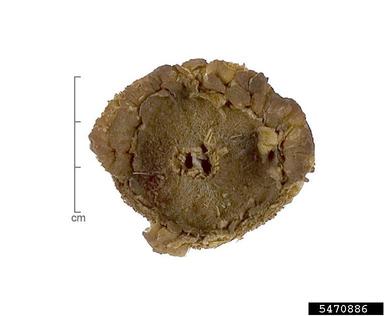 common sunflower, Helianthus annuus  (Asterales: Asteraceae) - 5470886