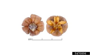 roselle, Hibiscus sabdariffa  (Malvales: Malvaceae) - 5470896