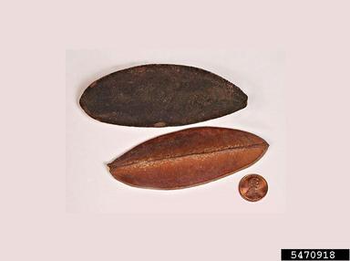 , Kielmeyera marauensis  (Theales: Clusiaceae) - 5470918