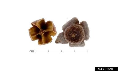 , Lagerstroemia parviflora  (Myrtales: Lythraceae) - 5470920