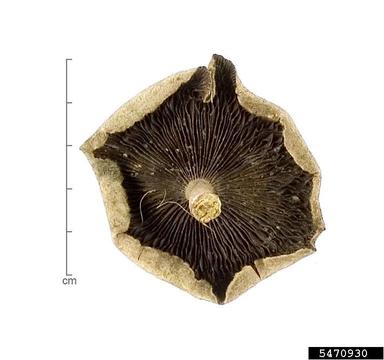 , Lentinus polychrous  (Agaricales: Tricholomataceae) - 5470930