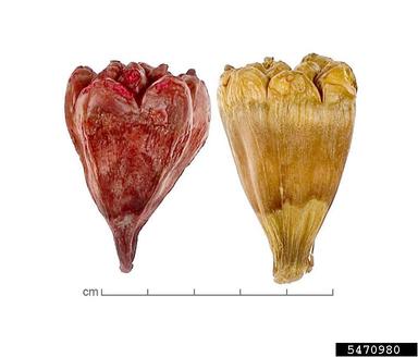 Tahitian screwpine, Pandanus tectorius  (Pandanales: Pandanaceae) - 5470980