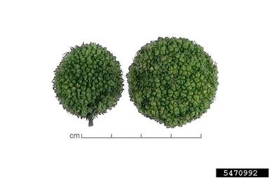 London planetree, Platanus hybrida  (Hamamelidales: Platanaceae) - 5470992