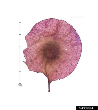 Malabar kino, Pterocarpus marsupium  (Fabales: Fabaceae (Leguminosae)) - 5471004