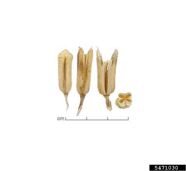 sesame, Sesamum indicum  (Scrophulariales: Pedaliaceae) - 5471030
