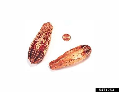 Honduras mahogany, Swietenia macrophylla  (Sapindales: Meliaceae) - 5471053