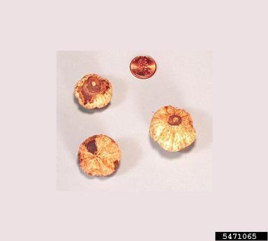 portia tree, Thespesia populnea  (Malvales: Malvaceae) - 5471065