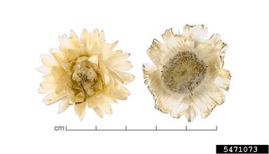 golden everlasting, Xerochrysum bracteatum  (Asterales: Asteraceae) - 5471073
