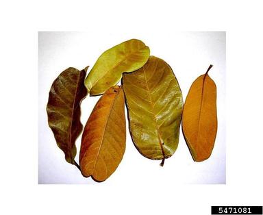 , Schefflera macrocarpa  (Apiales: Araliaceae) - 5471081