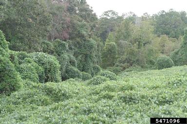kudzu, Pueraria montana var. lobata (Fabales: Fabaceae (Leguminosae)) - 5471096