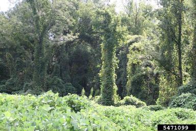 kudzu, Pueraria montana var. lobata (Fabales: Fabaceae (Leguminosae)) - 5471099
