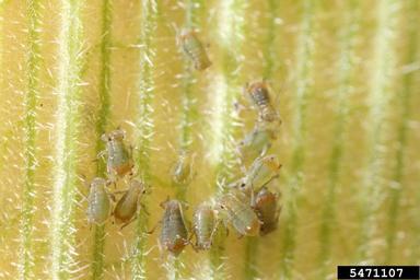 bird cherry-oat aphid (Rhopalosiphum padi ) on corn (Zea mays ) - 5471107