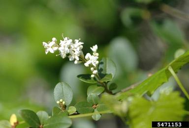 Chinese privet, Ligustrum sinense  (Scrophulariales: Oleaceae) - 5471153