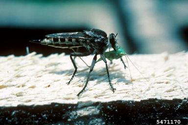 robber flies,    (Diptera: Asilidae) - 5471170