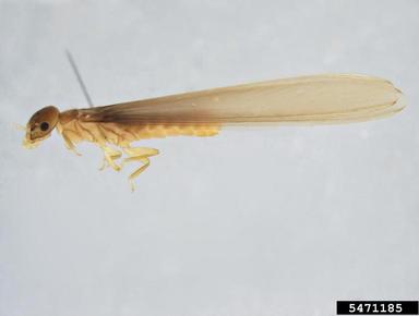 coptotermes termite, Coptotermes frenchi  (Isoptera: Rhinotermitidae) - 5471185
