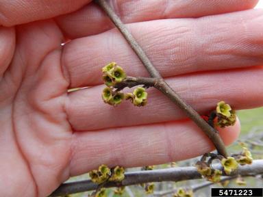 witch-hazel, Hamamelis virginiana  (Hamamelidales: Hamamelidaceae) - 5471223