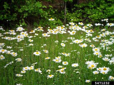 oxeye daisy, Leucanthemum vulgare  (Asterales: Asteraceae) - 5471232