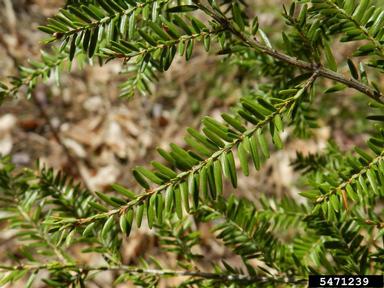 eastern hemlock, Tsuga canadensis  (Pinales: Pinaceae) - 5471239