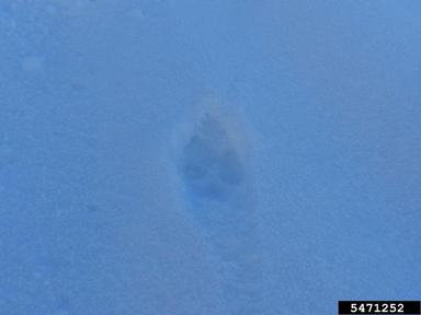 red fox, Vulpes vulpes  (Carnivora: Canidae) - 5471252