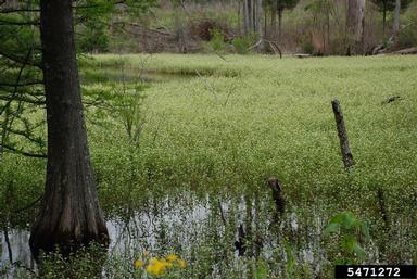 alligatorweed, Alternanthera philoxeroides  (Caryophyllales: Amaranthaceae) - 5471272