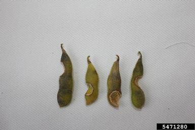 grasshoppers (  ) on soybean (Glycine max ) - 5471280