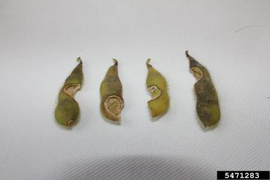 grasshoppers (  ) on soybean (Glycine max ) - 5471283