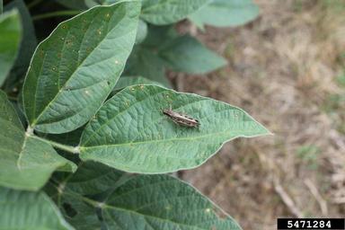 grasshoppers (  ) on soybean (Glycine max ) - 5471284